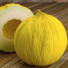 Casaba Golden Beauty Melon Cucumis Melo Vegetable Seeds Thick Hardy Rind  Easy to Grow