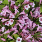Weigela Florida Weigela Shrub Seeds Showy Flowers  Easy to Grow