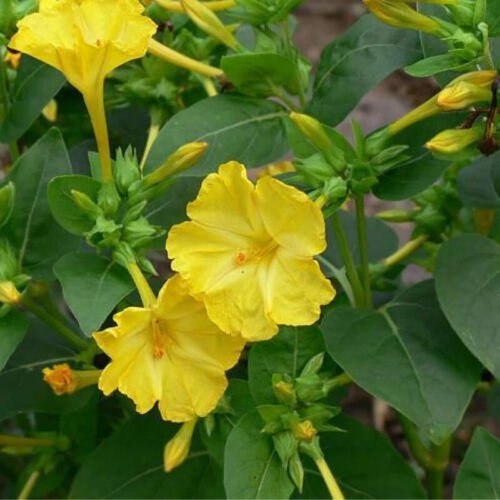 Mirabilis Jalapa Four O'Clock Yellow Flower Seeds Attractive Fragrant Easy to Grow