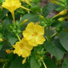 Mirabilis Jalapa Four O'Clock Yellow Flower Seeds Attractive Fragrant Easy to Grow