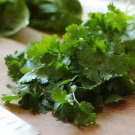 Cilantro Santo Coriandrum Sativum Herb Seeds  Grower Easy to Grow