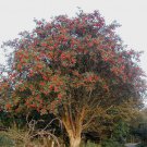 Sorbus Aucuparia European Mountain Ash Tree Seeds Stunning Autumn Colors Easy to Grow