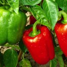California Wonder 300 Tmr Pepper Sweet Capsicum Annuum Vegetable Seeds Easy to Grow