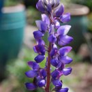 Lupinus Succulentus Arroyo Lupine Flower Seeds Eye Catching Flowers Easy to Grow