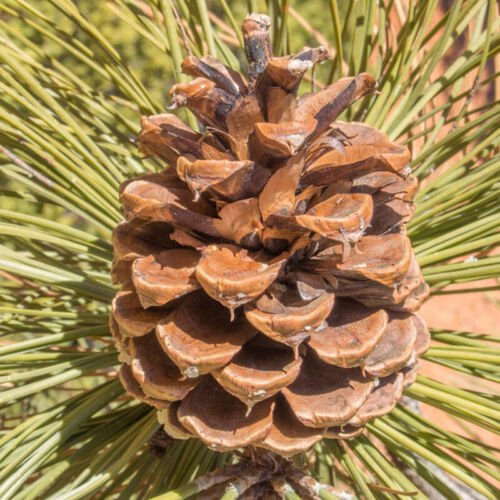 Pinus Ponderosa Subsp Ponderosa Western Yellow Pine Tree Seed Tall Straight Easy to Grow
