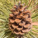 Pinus Ponderosa Subsp Ponderosa Western Yellow Pine Tree Seed Tall Straight Easy to Grow Pinus Ponderosa Subsp Ponderosa Western Yellow Pine Tree Seed Tall Straight Easy to Grow