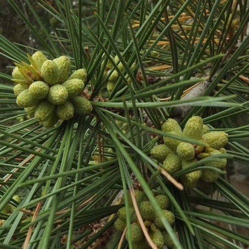 Pinus Gerardiana Chilghoza Pine Tree Seeds Slow Growing But Long Lived Easy to Grow
