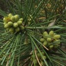 Pinus Gerardiana Chilghoza Pine Tree Seeds Slow Growing But Long Lived Easy to Grow