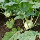 White Vienna Kohlrabi Brassica Oleracea Vegetable Seeds Mild Sweet Flavor Easy to Grow