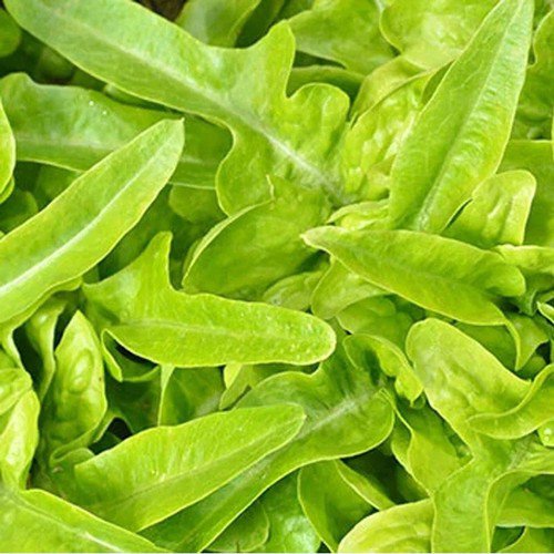 Oakleaf Green Leaf Lettuce Lactuca Sativa Vegetable Seeds Tender And Crisp Easy to Grow