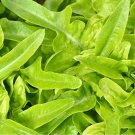 Oakleaf Green Leaf Lettuce Lactuca Sativa Vegetable Seeds Tender And Crisp Easy to Grow