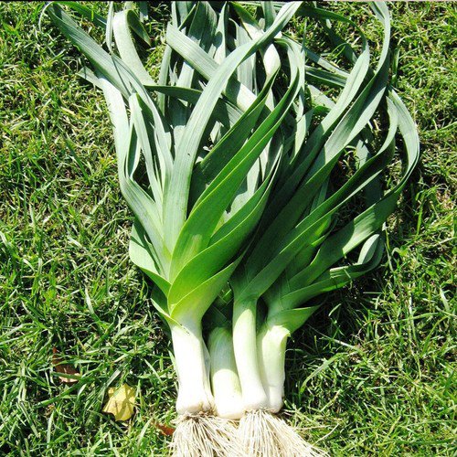 American Flag Leek Allium Porrum Vegetable Seeds Mild Onion Flavor Easy to Grow