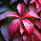 Parthenocissus Quinquefolia Virginia Creeper Vine Seeds  Easy to Grow