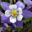 Aquilegia Caerulea Columbine Blue Flower Seeds Attractive Delicate Flowers Easy to Grow