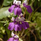 Collinsia Heterophylla Chinese Houses Flower Seeds Distinctive Flower Shape Easy to Grow