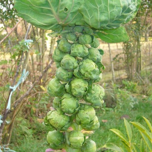 Long Island Improved Brussel Sprouts Brassica Oleracea Vegetable Seeds Easy to Grow
