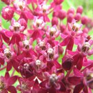 Asclepias Incarnata Swamp Milkweed Flower Seeds Beautiful Pink Blooms Easy to Grow