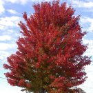 Acer Freemanii Partial De Winged Freeman Maple Tree Seeds Vivid Fall Foliage Easy to Grow