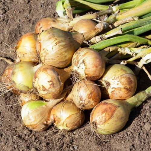 Yellow Sweet Spanish Onion Long Day Allium Cepa Vegetable Seeds Large Size Easy to Grow