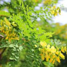 Dalbergia Sissoo North Indian Rose Wood Tree Seeds Aromatic Easy to Grow