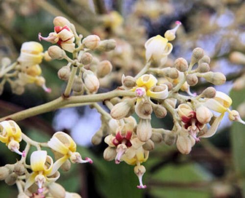 Firmiana Simplex Chinese Parasol Tree Tree Seeds Hardy And Adaptable Easy to Grow