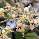Firmiana Simplex Chinese Parasol Tree Tree Seeds Hardy And Adaptable Easy to Grow