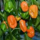 Habanero Pepper Hot Capsicum Annuum Vegetable Seeds Extreme Heat Easy to Grow