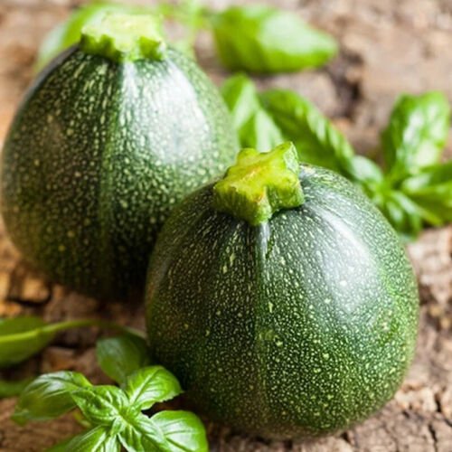 Round Zucchini Squash Summer Cucurbita Pepo Vegetable Seeds  Easy to Grow