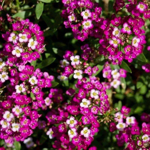 Lobularia Maritima Sweet Alyssum Dwarf Pink Flower Seeds Showy Fragrant Easy to Grow