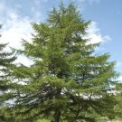 Larix Kaempferi Leptolepis Japanese Larch Tree Seeds Highly Valued Timber Easy to Grow