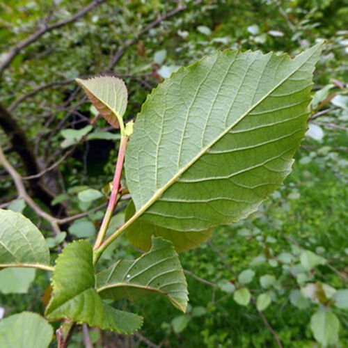 Alnus Nitida Himalayan Alder Tree Seeds High Altitude Adaptation Easy to Grow