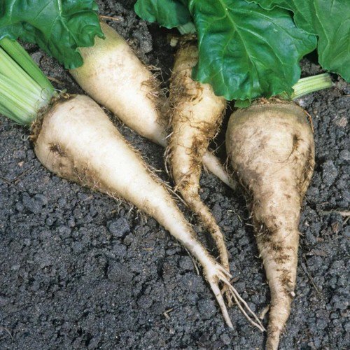 Sugar Beets Beta Vulgaris Vegetable Seeds High Sugar Content Easy to Grow