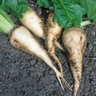 Sugar Beets Beta Vulgaris Vegetable Seeds High Sugar Content Easy to Grow Sugar Beets Beta Vulgaris Vegetable Seeds High Sugar Content Easy to Grow