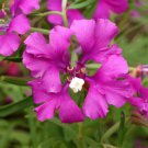 Clarkia Pulchella Deerhorn Clarkia Flower Seeds Delicate Flowers Easy to Grow