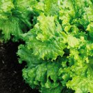 Waldmans Green Leaf Lettuce Lactuca Sativa Vegetable Seeds Sweet Flavor Easy to Grow