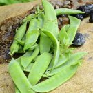 Avalanche Pea Edible Pod Pisum Sativum Vegetable Seeds Early Maturity Easy to Grow
