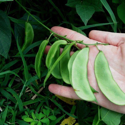Fordhook Lima Bean Phaseolus Lunatus Vegetable Seeds Cold Hardy Large Size Easy to Grow