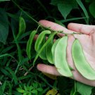 Fordhook Lima Bean Phaseolus Lunatus Vegetable Seeds Cold Hardy Large Size Easy to Grow