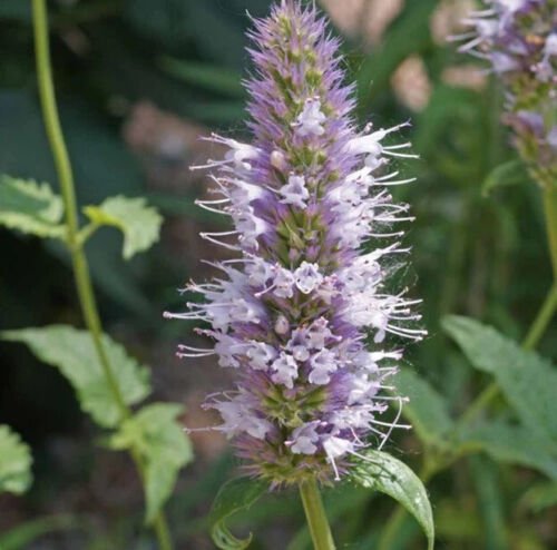 Agastache Urticifolia Nettleleaf Horsemint Flower Seeds Fragrant Blooms Easy to Grow