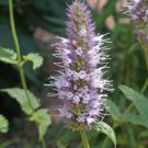 Agastache Urticifolia Nettleleaf Horsemint Flower Seeds Fragrant Blooms Easy to Grow