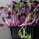Sango Radish Sprouting Raphanus Sativus Vegetable Seeds Peppery Flavor Easy to Grow