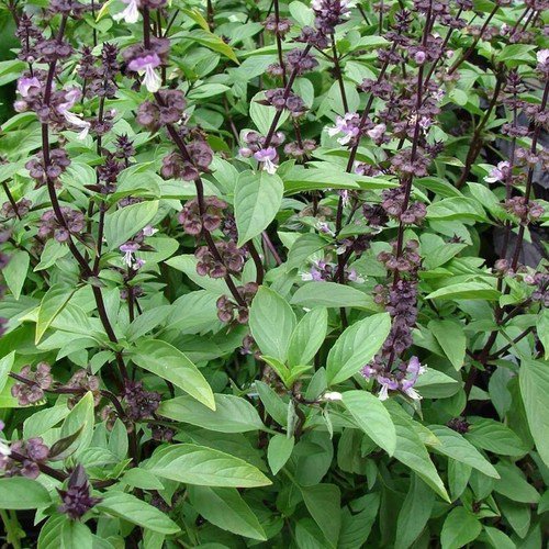 Basil Thai Ocimum Basilicum Herb Seeds  Easy to Grow