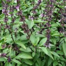 Basil Thai Ocimum Basilicum Herb Seeds  Easy to Grow