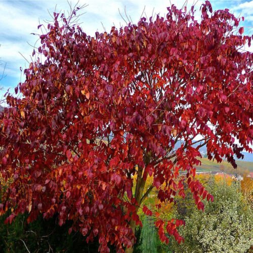 Rhus Potaninii Chinese Sumac Shrub Seeds Fragrant Flowers Edible Berries Easy to Grow