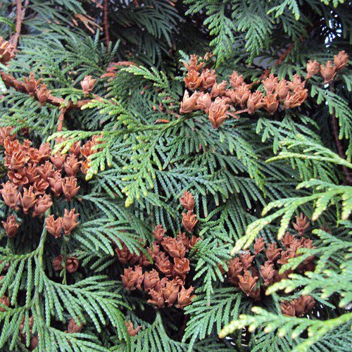 Thuja Plicata Western Redcedar Tree Seeds Elegant Appearance Dense Foliage Easy to Grow