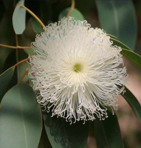 Eucalyptus Grandis Rose Gum Tree Seeds Impressive Size Attractive Apearance Easy to Grow