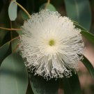 Eucalyptus Grandis Rose Gum Tree Seeds Impressive Size Attractive Apearance Easy to Grow