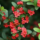Cotoneaster Horizontalis Cs Rock Spray Cotoneaster Shrub Seeds Aromatic Easy to Grow