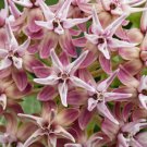 Asclepias Speciosa Showy Milkweed Flower Seeds Beautiful Clusters Of Flowers Easy to Grow