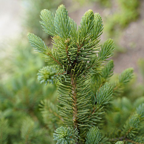 Picea Meyeri Meyer'S Spruce Tree Seeds Adapted To Cold And Arid Climates Easy to Grow